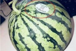 金昌网红吃瓜,揭秘网络红人的幕后故事