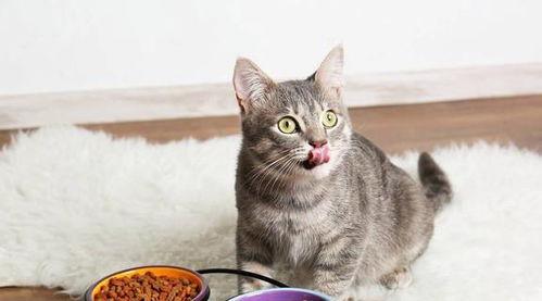 娱乐吃瓜酱猫咪视频